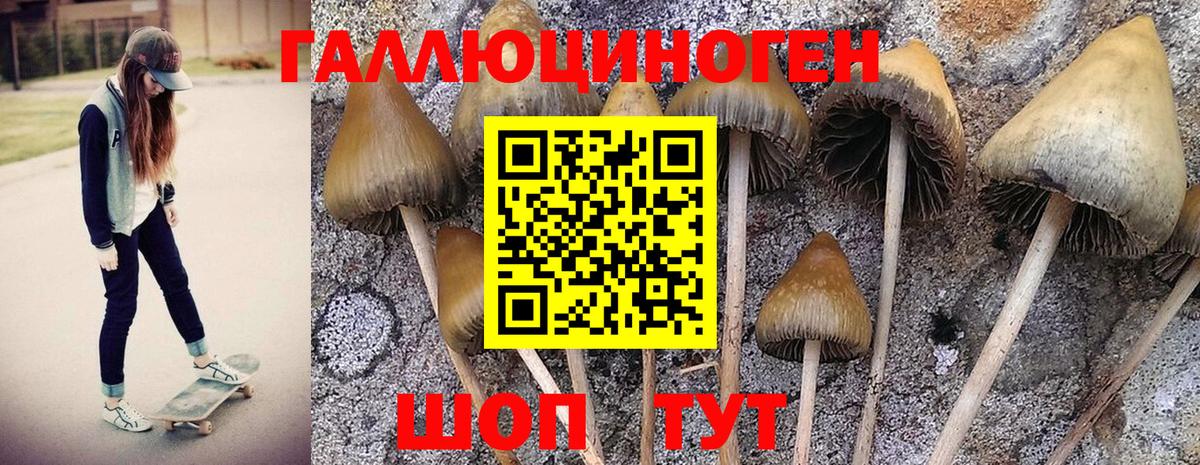 Псилоцибиновые грибы Psilocybine cubensis Вышний Волочёк